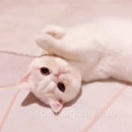 Avatar of Ali Asghar