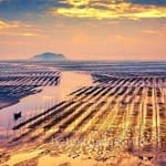 Avatar of Asif Javed